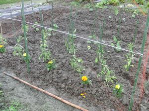 苗植え初日