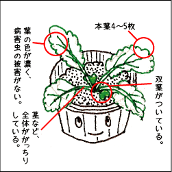 キャベツの育て方