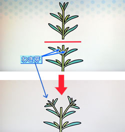 NHKやさいの時間 ハーブの育て方
