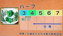 NHKやさいの時間 ハーブの育て方