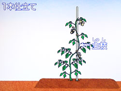 プチトマトの育て方