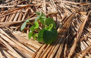 夏野菜の植え付け