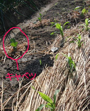 夏野菜の植え付け