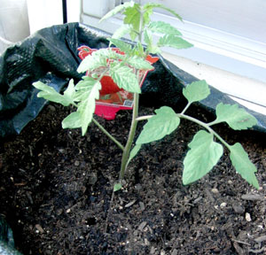 トマトベリー栽培