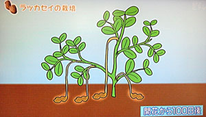 NHK 落花生の育て方