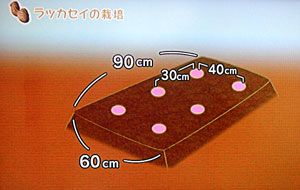 NHK 落花生の育て方