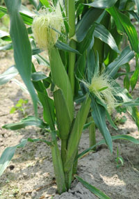 夏野菜の植え付け