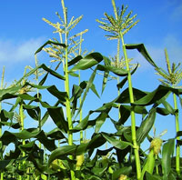 夏野菜の植え付け