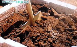 NHK 野菜の時間 枝豆栽培方法
