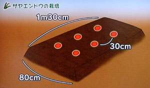 さやえんどうの栽培方法・やさいの時間