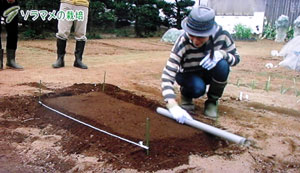 ソラマメの栽培方法・やさいの時間