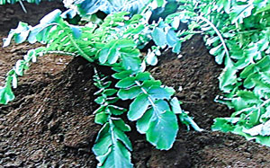 大根と白菜の冬の越し方・保存方法