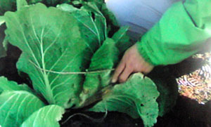 大根と白菜の冬の越し方・保存方法