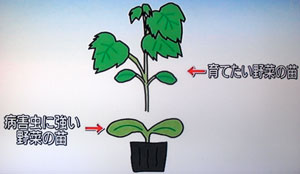 なす栽培 苗の選び方・育て方