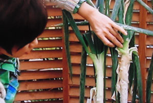 プランター栽培 長ネギの育て方