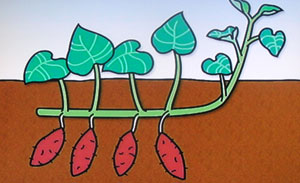 初心者向け　サツマイモの栽培方法とポイント