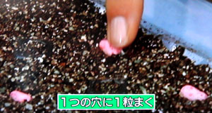 卵パックで苗を育てる方法