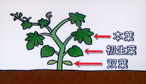 失敗しないグリーカーテン（ゴーヤー）の育て方