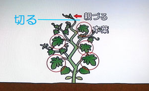 プランターでゴーヤーを育てるポイント 摘心の仕方 畑人生活 貸し農園で畑始めました