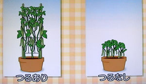 つるなしインゲンをプランターで育てる方法 栽培法 畑人生活 貸し農園で畑始めました