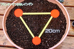 プランター栽培 つるなしインゲンの育て方