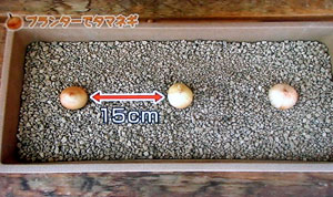 プランター栽培 ホームタマネギの育て方