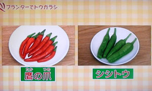 プランター栽培 唐辛子とシシトウの栽培方法
