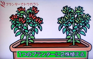 プランター栽培 唐辛子とシシトウの栽培方法