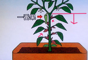 プランター栽培 唐辛子とシシトウの栽培方法