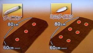 ミニ大根の栽培・育て方