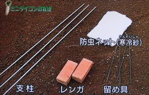 ミニ大根の栽培・育て方