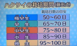 種から白菜の育て方