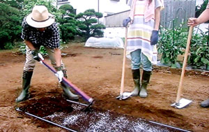 種から白菜の育て方