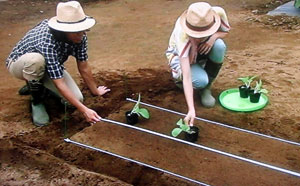 種から白菜の育て方