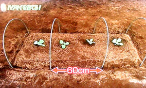 種から白菜の育て方