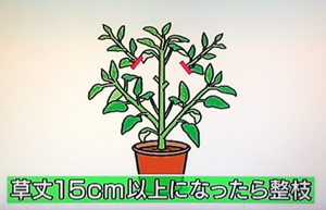 ＮＨＫやさいの時間『ペピーノの育て方』
