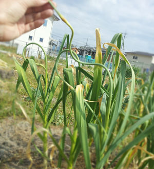 にんにく 花芽 花茎