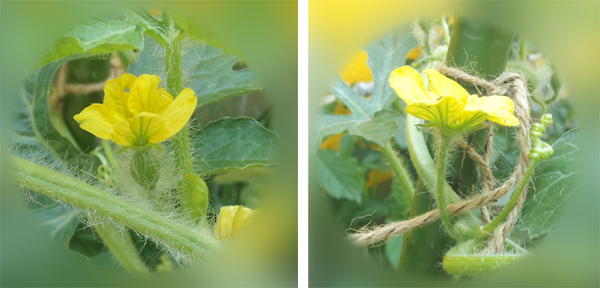 プランターで育てる小玉スイカ栽培のコツ 雌花の１番花は摘花 畑人