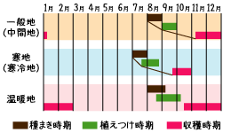 白菜（はくさい）の種まき・植付け時期