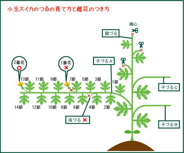 プランターで育てる小玉スイカ栽培のコツ 雌花の１番花は摘花 畑人生活 貸し農園で畑始めました