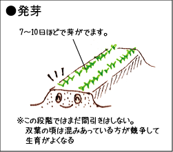 ニンジンの育て方 発芽