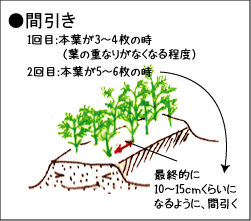 ニンジンの育て方 発芽