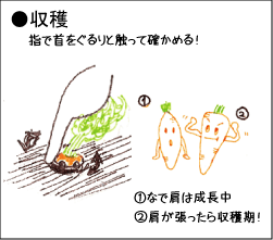 ニンジンの育て方 発芽