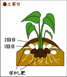 里いもの栽培時期