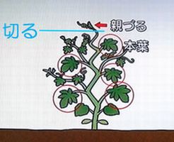 プランター菜園体験談 の記事一覧 畑人生活 貸し農園で畑始めました